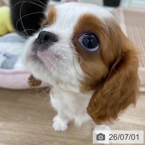 キャバリア・キングチャールズ・スパニエルの写真
