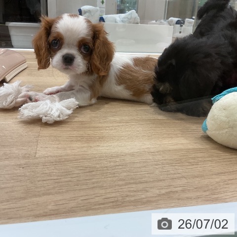 キャバリア・キングチャールズ・スパニエルの写真