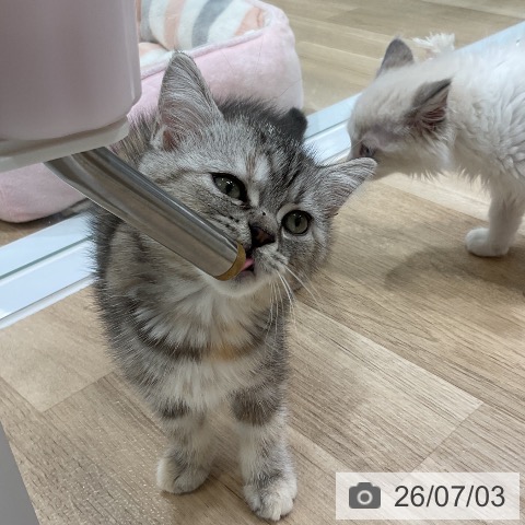 福岡県のミヌエット (ペットプラス 香椎浜店/2026年4月29日生まれ/女の子/ブルーパッチドタビーホワイト)の子猫の3枚目の画像