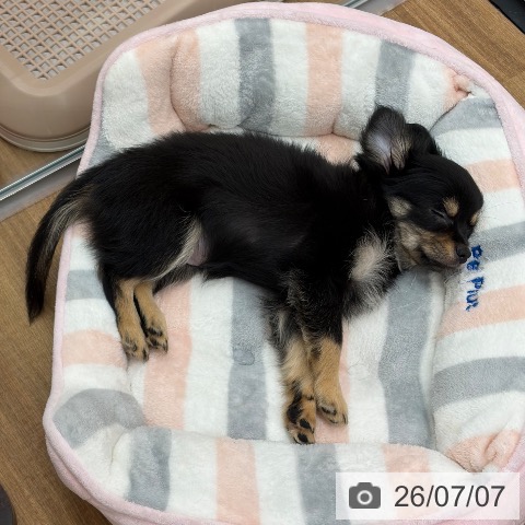 チワワの写真
