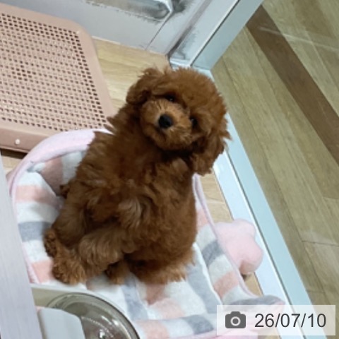 福岡県のトイプードル(トイ) (ペットプラス 小倉南店/2026年4月24日生まれ/男の子/レッドフォーン)の子犬の4枚目の画像