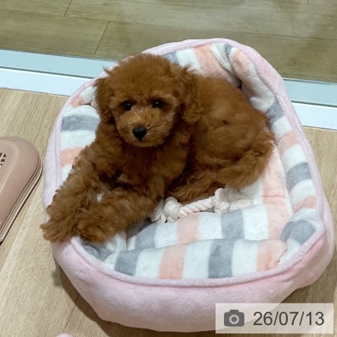 福岡県のトイプードル(トイ) (ペットプラス 小倉南店/2026年4月24日生まれ/男の子/レッドフォーン)の子犬の4枚目の画像
