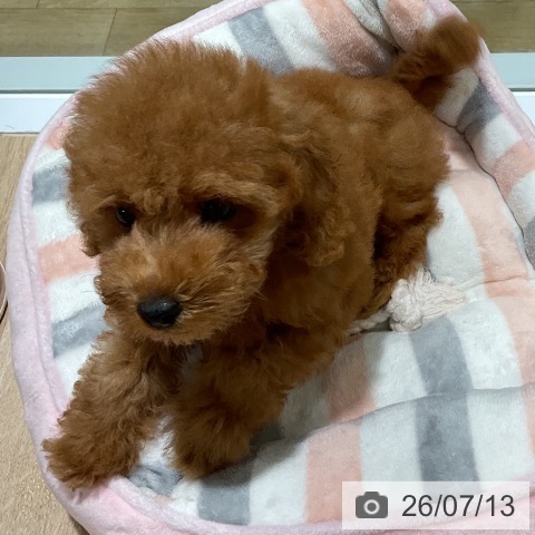 福岡県のトイプードル(トイ) (ペットプラス 小倉南店/2026年4月24日生まれ/男の子/レッドフォーン)の子犬の3枚目の画像
