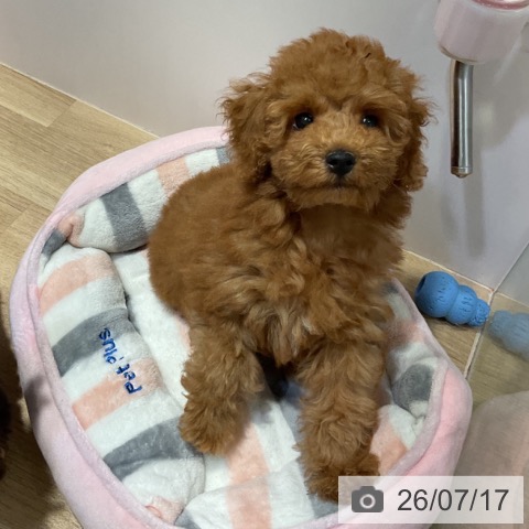 福岡県のトイプードル(トイ) (ペットプラス 小倉南店/2026年4月24日生まれ/男の子/レッドフォーン)の子犬の3枚目の画像