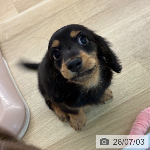 宮崎県のカニンヘンダックスフンド(ロング) (ペットプラス 宮崎店/2026年5月2日生まれ/男の子/ブラックタン)の子犬の3枚目の画像