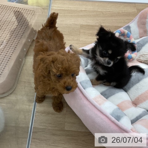 福岡県のチワワ(ロング) (ペットプラス 春日店/2026年4月30日生まれ/男の子/ブラックタン)の子犬の4枚目の画像