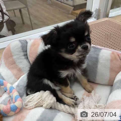 福岡県のチワワ(ロング) (ペットプラス 春日店/2026年4月30日生まれ/男の子/ブラックタン)の子犬の3枚目の画像