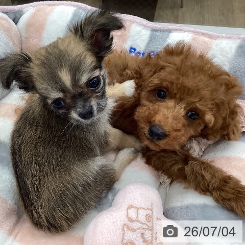 福岡県のチワワ(ロング) (ペットプラス 春日店/2026年4月30日生まれ/男の子/フォーンホワイト)の子犬の4枚目の画像