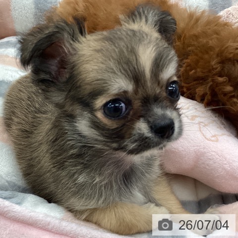 福岡県のチワワ(ロング) (ペットプラス 春日店/2026年4月30日生まれ/男の子/フォーンホワイト)の子犬の3枚目の画像