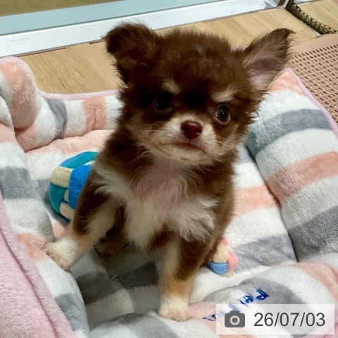 チワワの写真