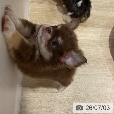 チワワの写真
