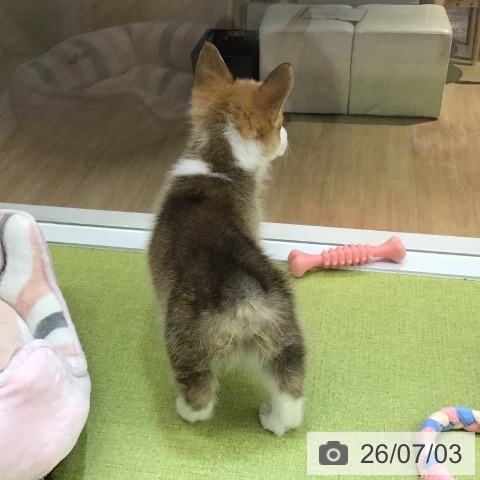 沖縄県のウェルシュコーギーペンブローク (ペットプラス 沖縄ライカム店/2026年5月2日生まれ/男の子/レッドホワイト)の子犬の4枚目の画像
