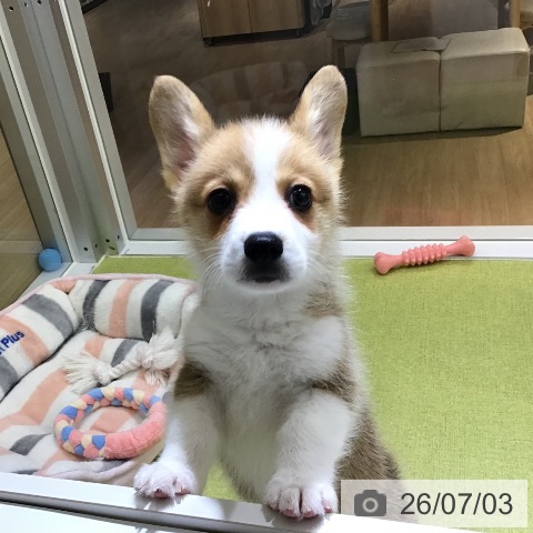 沖縄県のウェルシュコーギーペンブローク (ペットプラス 沖縄ライカム店/2026年5月2日生まれ/男の子/レッドホワイト)の子犬の3枚目の画像