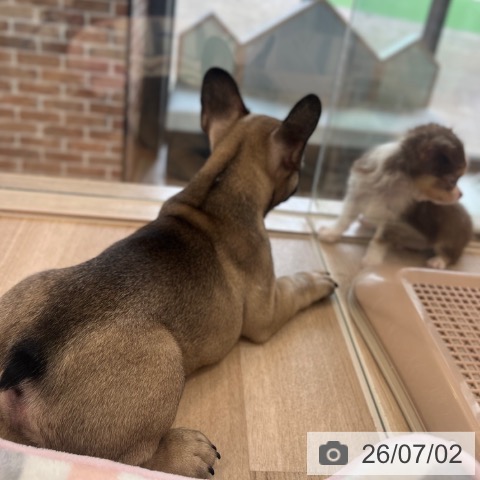フレンチ・ブルドッグの写真