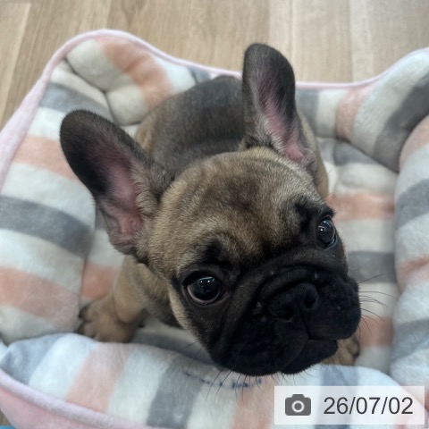 フレンチ・ブルドッグの写真