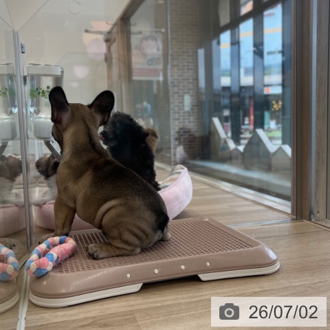 フレンチ・ブルドッグの写真
