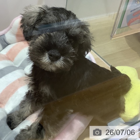 福岡県のミニチュアシュナウザー (ペットプラス 小倉南店/2026年5月1日生まれ/男の子/ソルトペッパー)の子犬の4枚目の画像