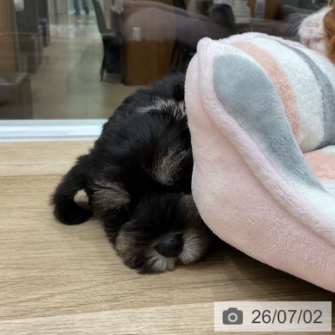 福岡県のミニチュアシュナウザー (ペットプラス 八幡東店/2026年5月1日生まれ/男の子/ブラックシルバー)の子犬の4枚目の画像
