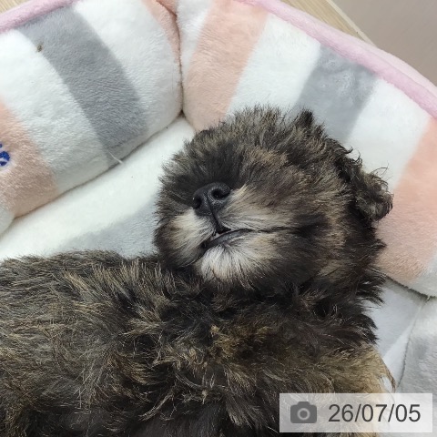 沖縄県のミニチュアシュナウザー (ペットプラス 沖縄ライカム店/2026年5月1日生まれ/女の子/ソルトペッパー)の子犬の3枚目の画像