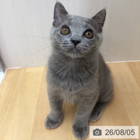福岡県のブリティッシュショートヘアー (ペットプラス 黒崎店/2026年5月1日生まれ/男の子/ブルー)の子猫の3枚目の画像
