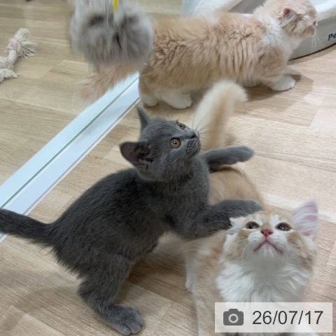 福岡県のブリティッシュショートヘアー (ペットプラス 香椎浜店/2026年5月1日生まれ/女の子/ブルー)の子猫の4枚目の画像