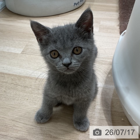 福岡県のブリティッシュショートヘアー (ペットプラス 香椎浜店/2026年5月1日生まれ/女の子/ブルー)の子猫の3枚目の画像