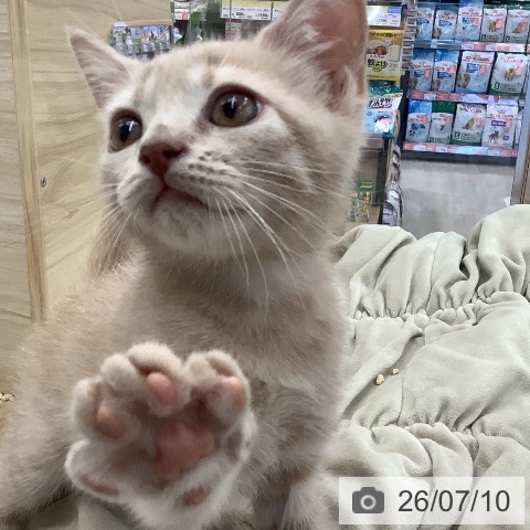 福岡県のブリティッシュショートヘアー (ペットプラス 福岡店/2026年4月30日生まれ/男の子/クリーム)の子猫の4枚目の画像