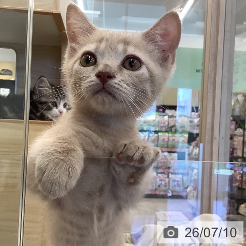 福岡県のブリティッシュショートヘアー (ペットプラス 福岡店/2026年4月30日生まれ/男の子/クリーム)の子猫の3枚目の画像