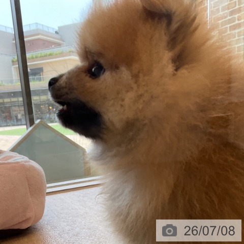 ポメラニアンの写真