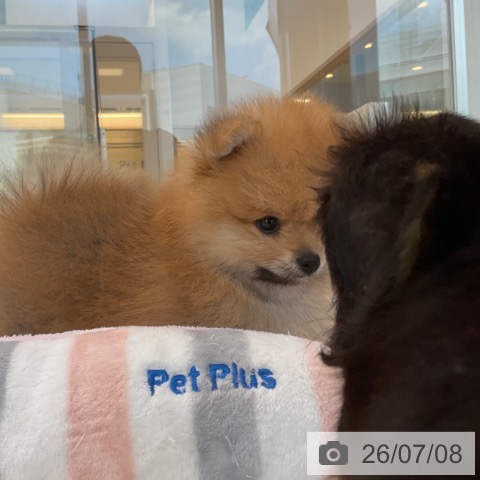 ポメラニアンの写真