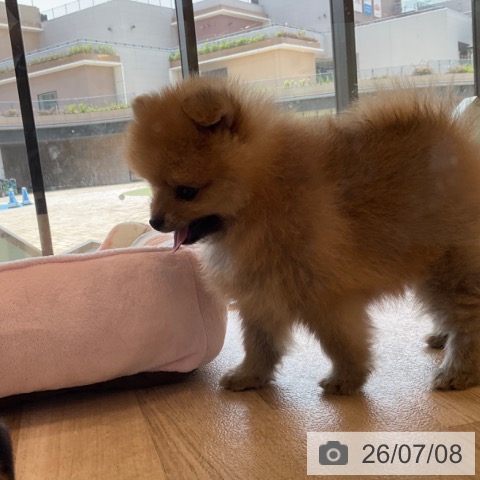 ポメラニアンの写真