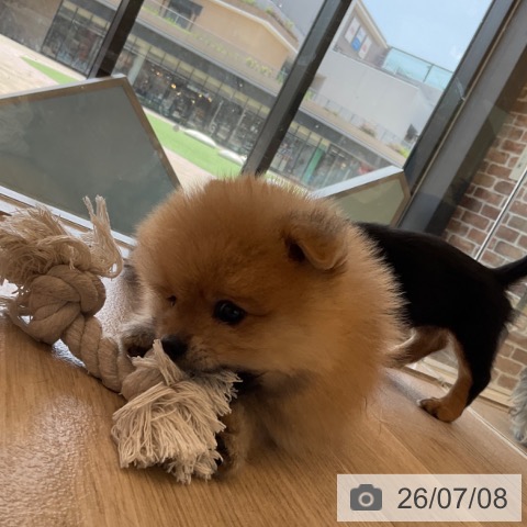 ポメラニアンの写真