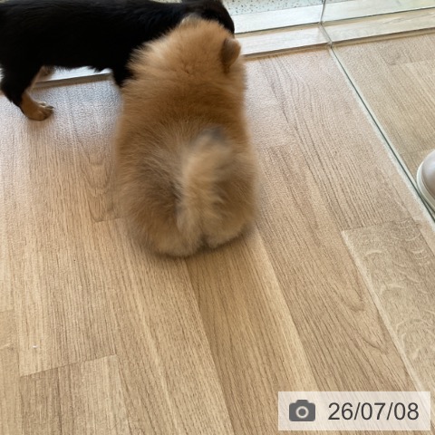 ポメラニアンの写真