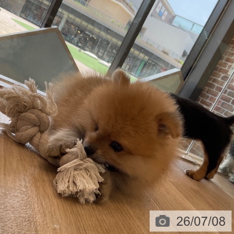 ポメラニアンの写真