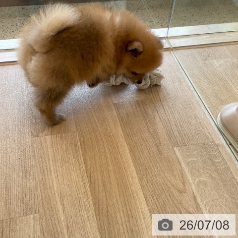 ポメラニアンの写真