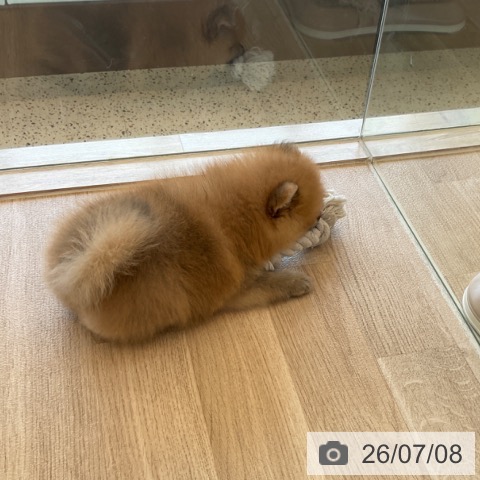 福岡県のポメラニアン (ペットプラス ららぽーと福岡店/2026年5月6日生まれ/男の子/オレンジ)の子犬の4枚目の画像