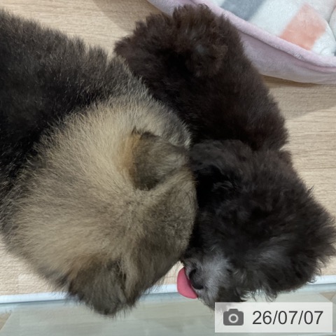 福岡県のポメラニアン (ペットプラス 八幡東店/2026年5月6日生まれ/男の子/ウルフセーブル)の子犬の4枚目の画像