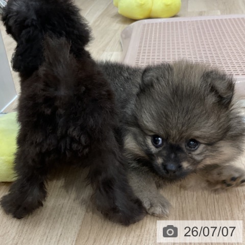 福岡県のポメラニアン (ペットプラス 八幡東店/2026年5月6日生まれ/男の子/ウルフセーブル)の子犬の3枚目の画像