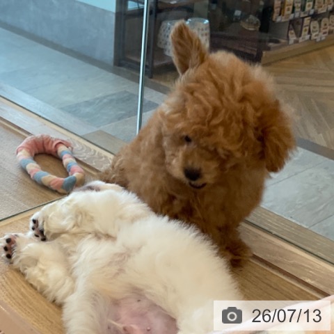 福岡県のトイプードル(トイ) (ペットプラス ららぽーと福岡店/2026年5月5日生まれ/男の子/アプリコット)の子犬の4枚目の画像