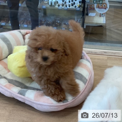 福岡県のトイプードル(トイ) (ペットプラス ららぽーと福岡店/2026年5月5日生まれ/男の子/アプリコット)の子犬の3枚目の画像