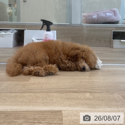 福岡県のトイプードル(トイ) (ペットプラス ららぽーと福岡店/2026年5月5日生まれ/男の子/アプリコット)の子犬の3枚目の画像