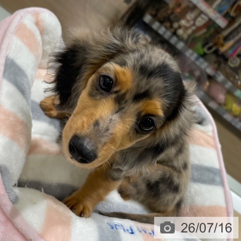 長野県のミニチュアダックスフンド(ロング) (ペットプラス 須坂店/2026年5月5日生まれ/女の子/シルバーダップル)の子犬の3枚目の画像