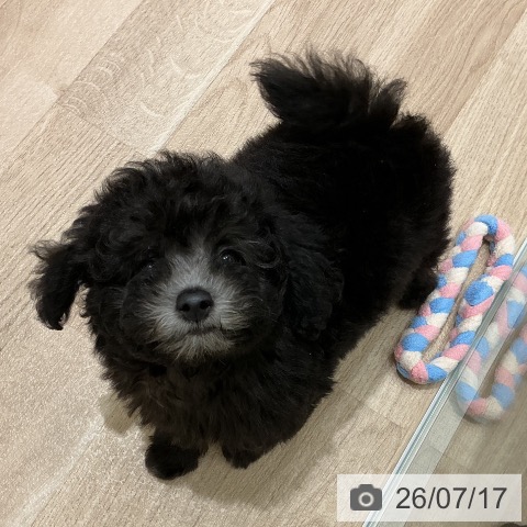 宮城県のトイプードル(トイ) (ペットプラス 名取店/2026年5月6日生まれ/男の子/シルバー)の子犬の3枚目の画像