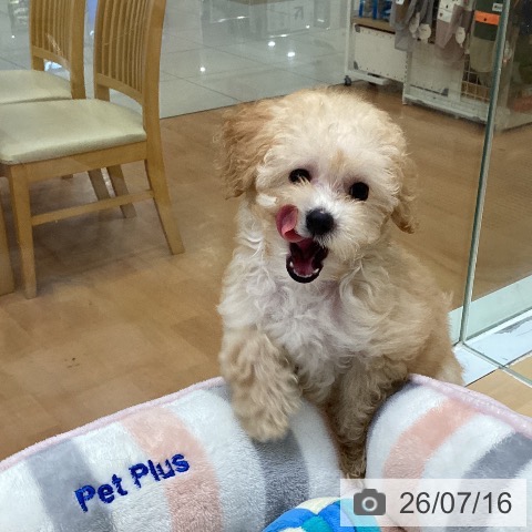 福岡県のトイプードル(トイ) (ペットプラス 黒崎店/2026年5月6日生まれ/女の子/クリーム)の子犬の4枚目の画像