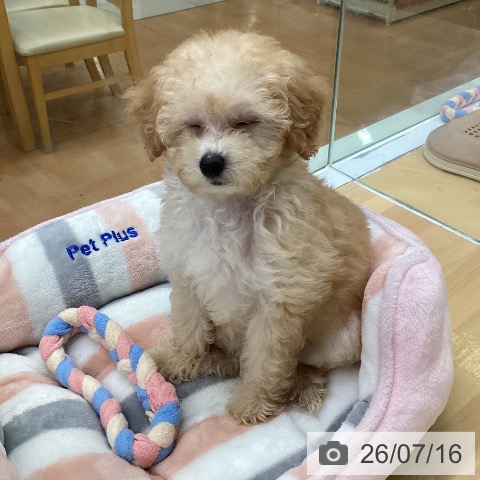 福岡県のトイプードル(トイ) (ペットプラス 黒崎店/2026年5月6日生まれ/女の子/クリーム)の子犬の3枚目の画像