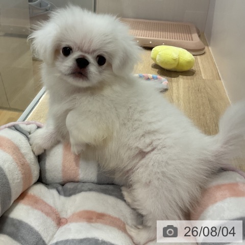福岡県のペキニーズ (ペットプラス 小倉南店/2026年5月6日生まれ/男の子/ホワイト)の子犬の4枚目の画像
