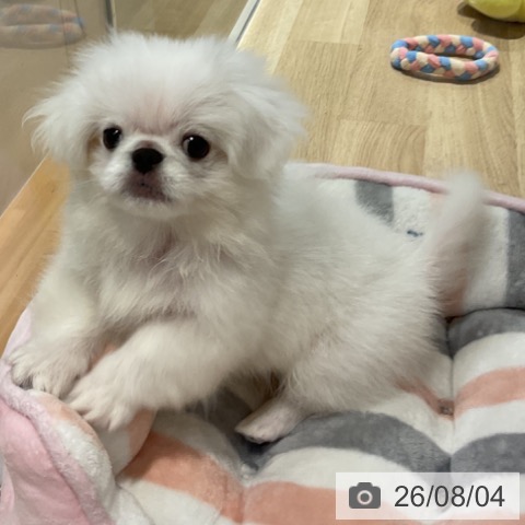 福岡県のペキニーズ (ペットプラス 小倉南店/2026年5月6日生まれ/男の子/ホワイト)の子犬の3枚目の画像