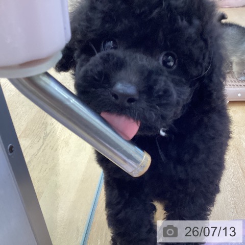 埼玉県のトイプードル(トイ) (ペットプラス 羽生店/2026年5月5日生まれ/男の子/ブラック)の子犬の4枚目の画像