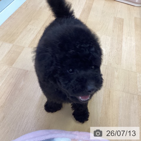 埼玉県のトイプードル(トイ) (ペットプラス 羽生店/2026年5月5日生まれ/男の子/ブラック)の子犬の3枚目の画像