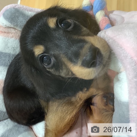 ミニチュア・ダックスフンドの写真